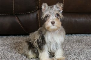 Owen - puppy for sale