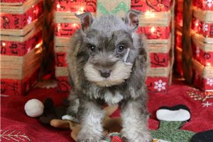 Nigel - Schnauzer, Miniature for sale