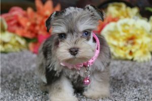 Dorothy - Schnauzer, Miniature for sale