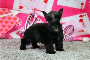 Irving - Schnauzer, Miniature for sale
