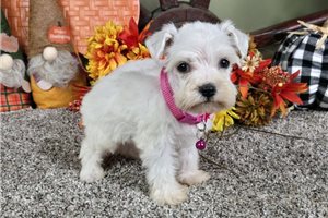 Roxanne - puppy for sale