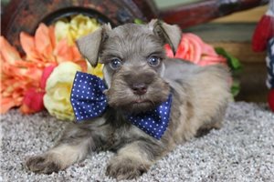 Edison - puppy for sale
