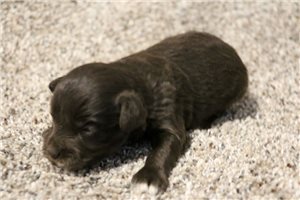 Rayden - Schnauzer, Miniature for sale