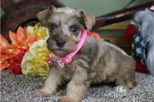 Elisa - Schnauzer, Miniature for sale