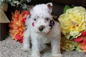 Raina - Schnauzer, Miniature for sale