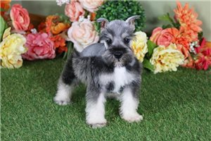 Lemming - puppy for sale