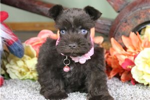 Diana - Schnauzer, Miniature for sale