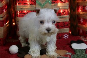 Nash - Schnauzer, Miniature for sale