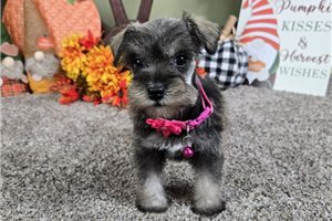 Rosemary - puppy for sale