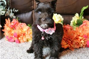 Rama - Schnauzer, Miniature for sale