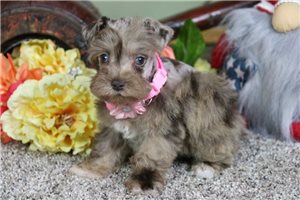 Darcy - Schnauzer, Miniature for sale