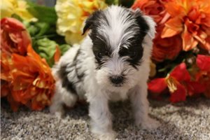 Ramona - Schnauzer, Miniature for sale