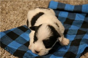 Ramona - puppy for sale