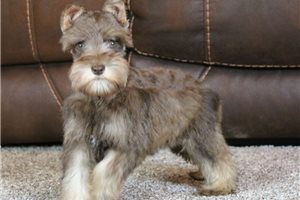Ophelia - Miniature Schnauzer for sale