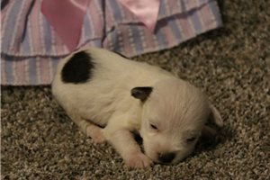 Raina - puppy for sale