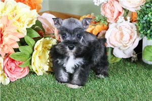 Lindsey - puppy for sale