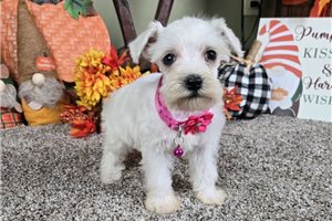 Roslyn - puppy for sale