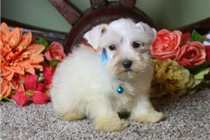 Alford - Schnauzer, Miniature for sale