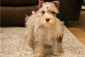 Oliver - puppy for sale