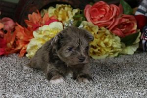 Darcy - Schnauzer, Miniature for sale