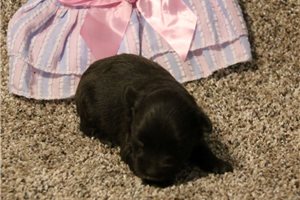 Rama - puppy for sale