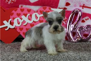 Indigo - Schnauzer, Miniature for sale