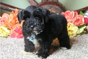 Alexandro - Schnauzer, Miniature for sale