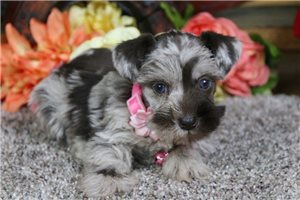 Emily - puppy for sale