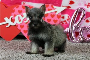 Indie - Schnauzer, Miniature for sale