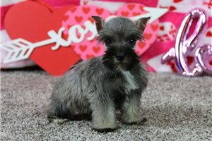 Inez - Schnauzer, Miniature for sale