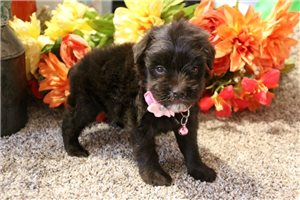 Rama - Schnauzer, Miniature for sale