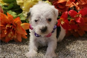 Raina - Schnauzer, Miniature for sale