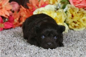 Diana - Schnauzer, Miniature for sale