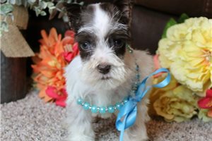 Ramon - Schnauzer, Miniature for sale