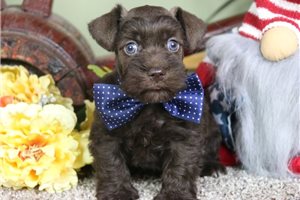 Emmett - puppy for sale