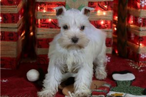 Noelle - Schnauzer, Miniature for sale