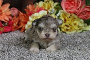 Dorothy - Schnauzer, Miniature for sale