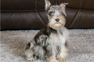 Otto - puppy for sale