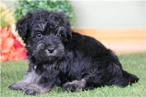 Bennett - Schnoodle for sale