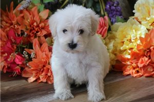 Smith - Schnoodle for sale