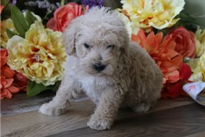 Shiloh - Schnoodle for sale