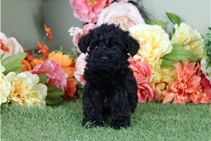Beau - Schnoodle for sale
