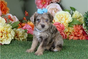 Brooke - Schnoodle for sale