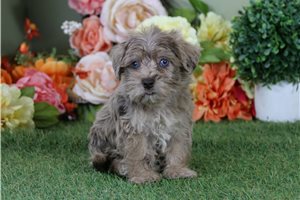 Blake - Schnoodle for sale