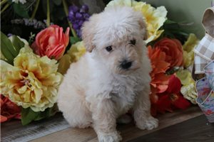 Sawyer - Schnoodle for sale