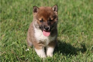 Kyle - puppy for sale
