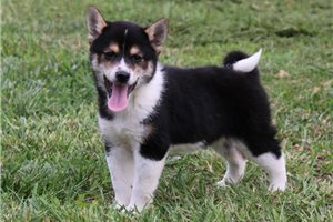 Teak - Shiba Inu for sale