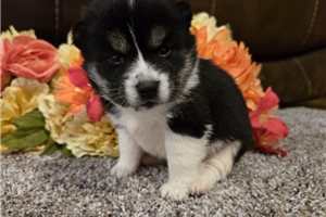 Teak - Shiba Inu for sale
