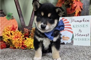 Dudley - puppy for sale