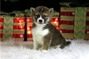 Marcus - Shiba Inu for sale
